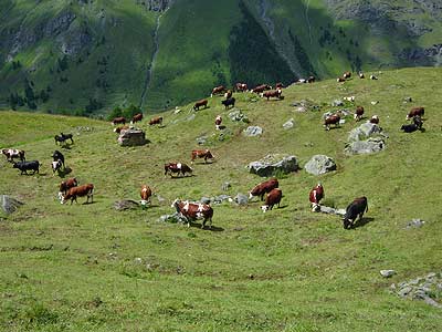 Pasturing cows in Chamois