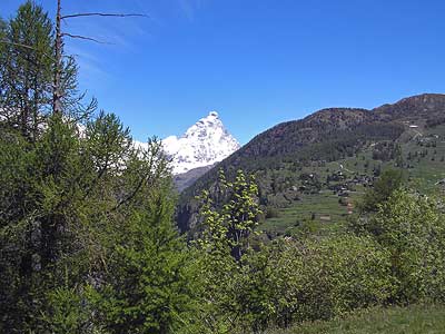 Chamois in summer with Mount Cervino in the background